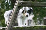 BERGER AUSTRALIEN PUPPIES 884